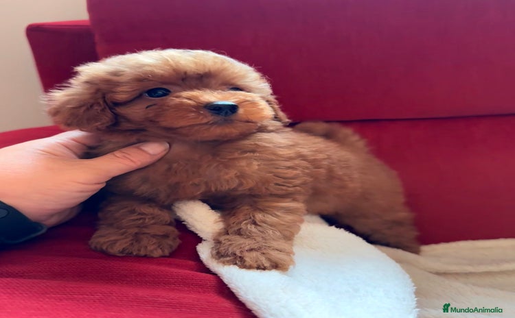 Caniche Toy perros - Anuncio 5
