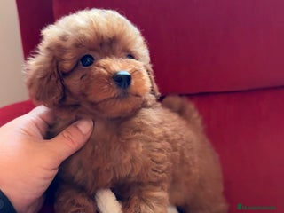 Caniche Toy perros - Anuncio 7