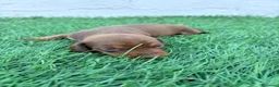 Teckel Miniatura perros en venta: Teckel Miniatura - Anuncio 31