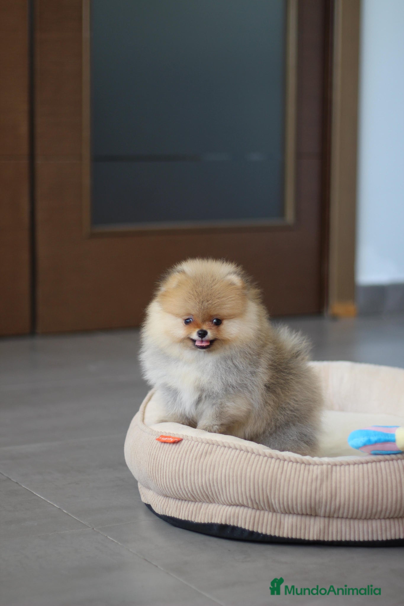Pomerania perros en venta: Hembra de Lulu de pomerania  - Anuncio 1