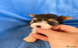 Biewer Yorkshire Terrier a la Pom Pon perros en venta: Yorkshire biewer - Imagen 2