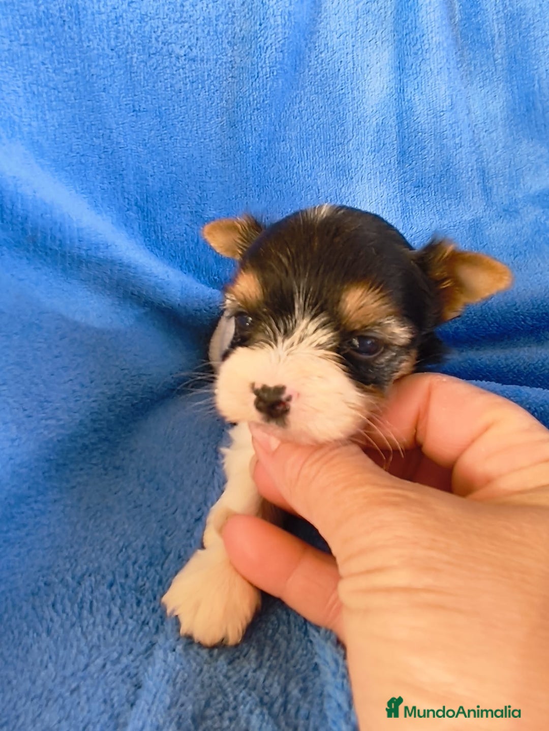 Biewer Yorkshire Terrier a la Pom Pon perros en venta: Yorkshire biewer - Imagen 2