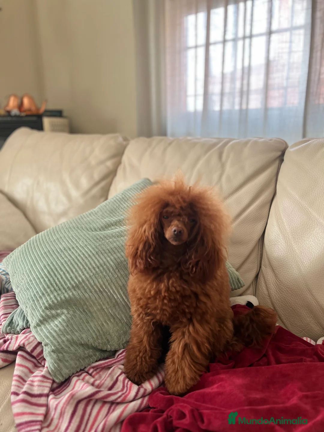 Imagen de galería {{count}}