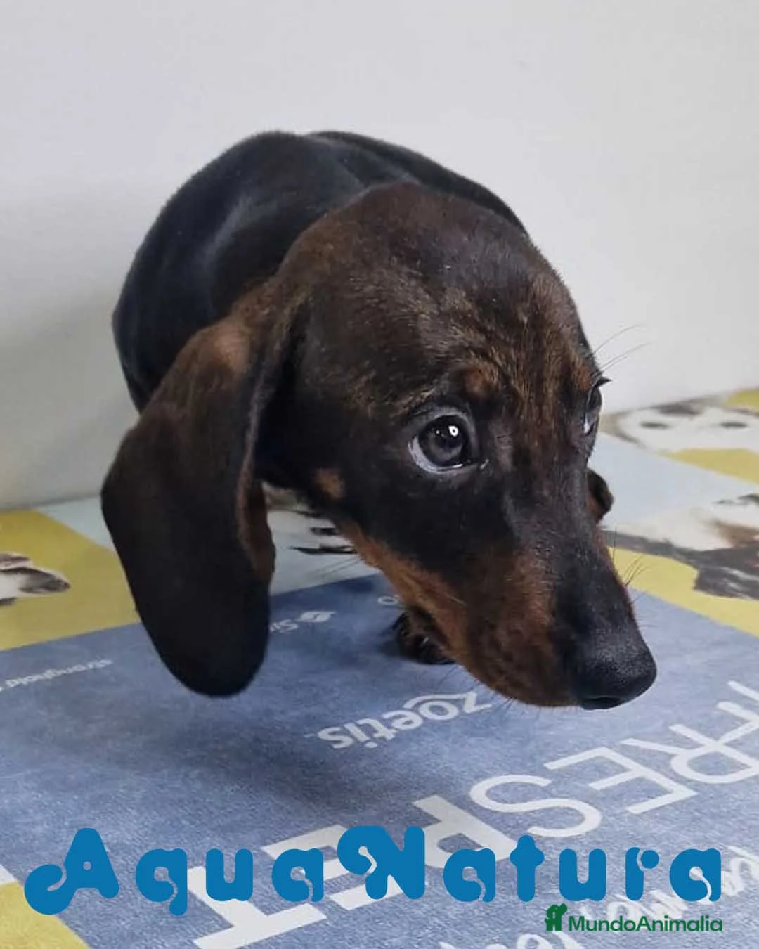 Teckel perros en venta: Teckel Hembra 9966 - AQUANATURA en Barcelona - Anuncio 4