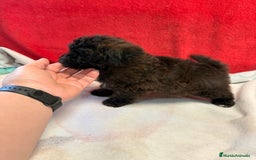 Shihpoo perros en venta: Preciosos ShihPoos de varios colores - Imagen 8