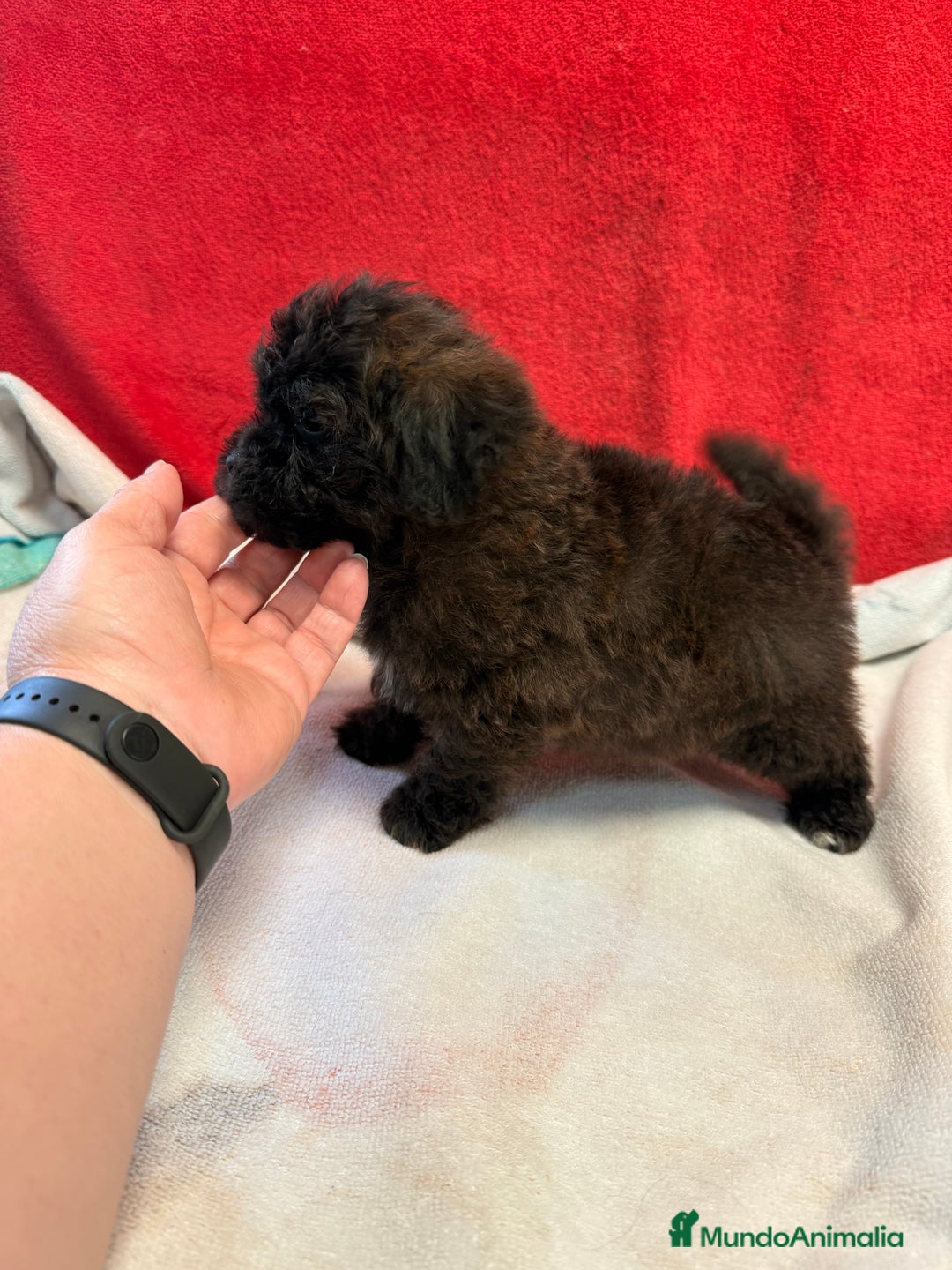 Shihpoo perros en venta: Preciosos ShihPoos de varios colores - Imagen 8