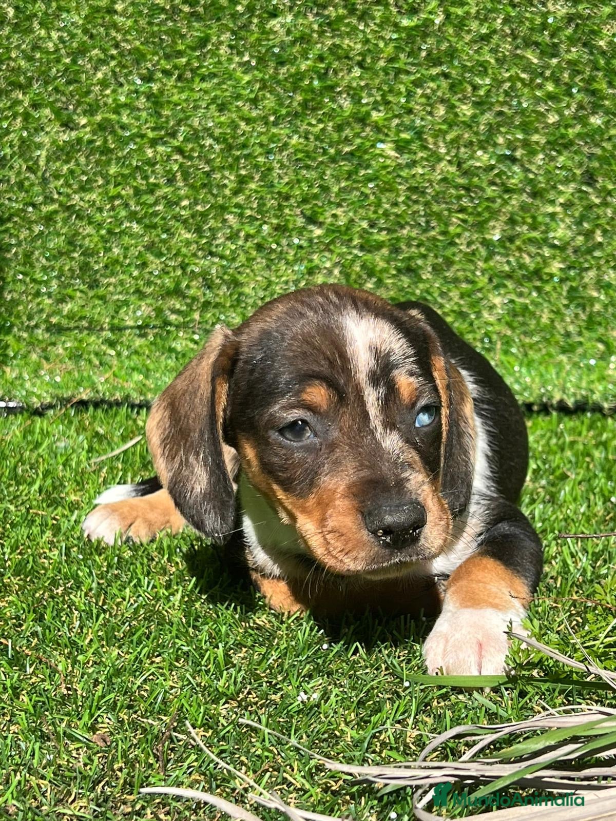 Teckel perros TECKEL ESPAÑA !!!!!!!!!!!  en Badajoz - Anuncio 30