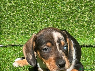 Teckel perros TECKEL ESPAÑA !!!!!!!!!!! en Badajoz - Anuncio 13