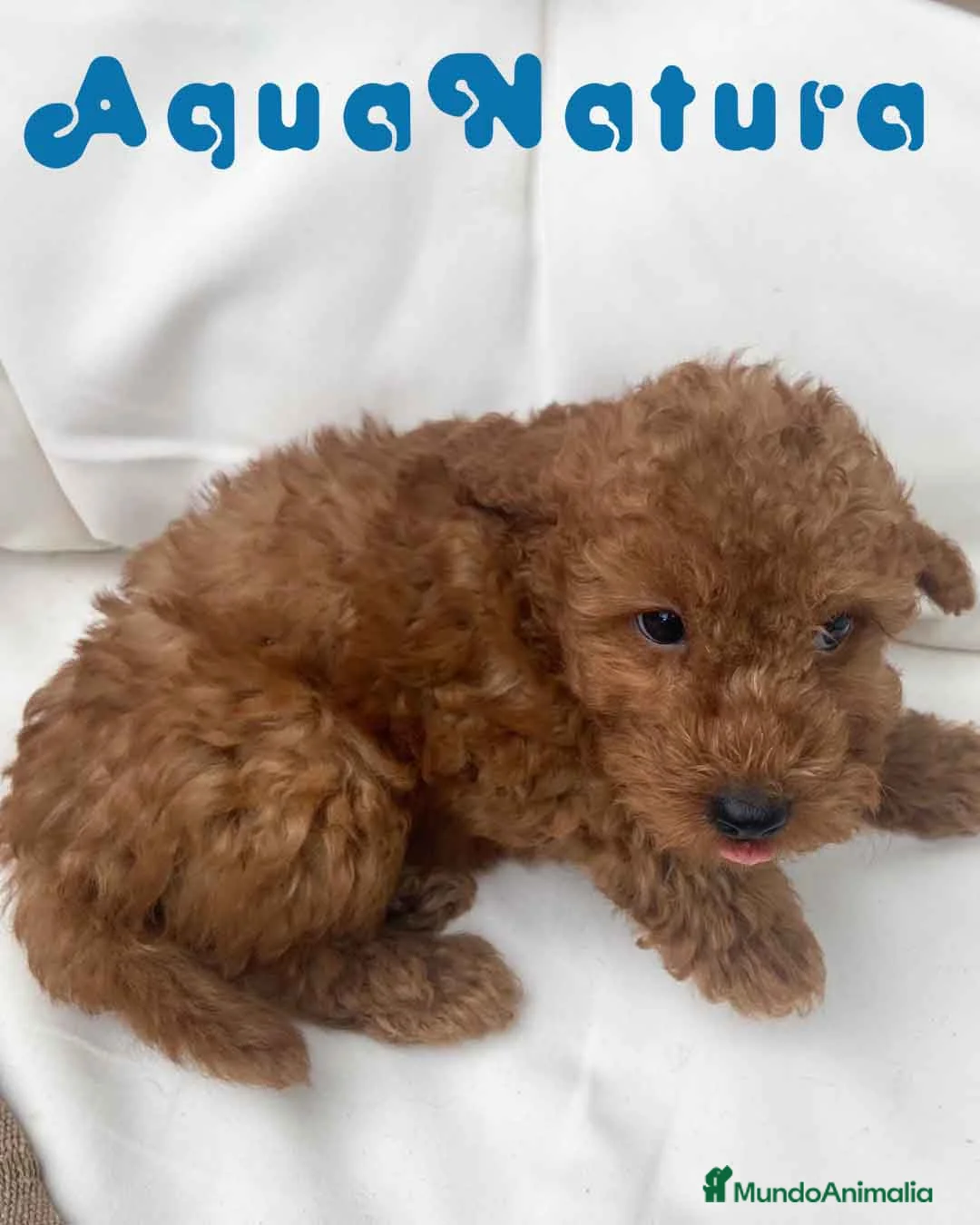 Caniche Enano perros en venta: Caniche Macho 7350 de Camila - AQUANATURA en Barcelona - Anuncio 5