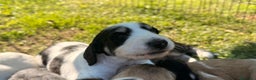 Saluki perros en venta: Camada de Salukis  - Anuncio 22