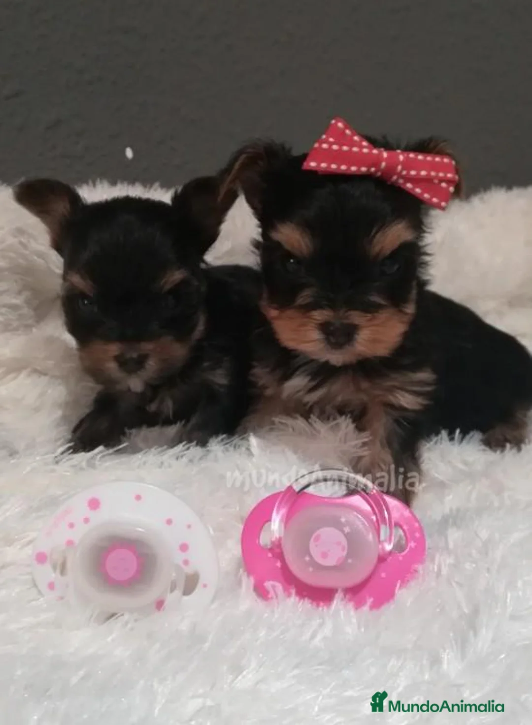 Imagen de galería {{count}}