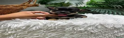 Chihuahua perros en venta: CHIHUAHUA 💙 - Anuncio 11