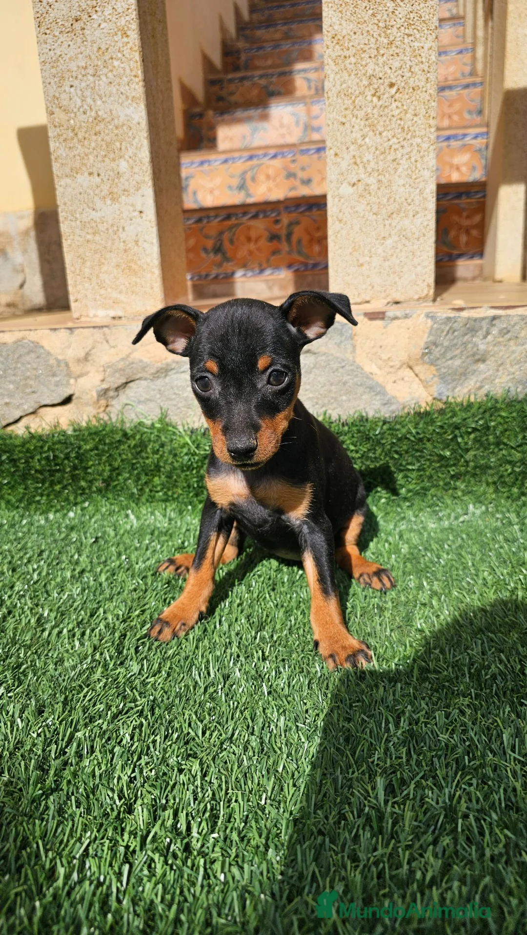 Pinscher Miniatura perros en venta: Cachorrito mini pinscher  - Anuncio 1