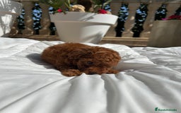 Caniche Toy perros en venta: Caniche Toy Rojo - Imagen 5
