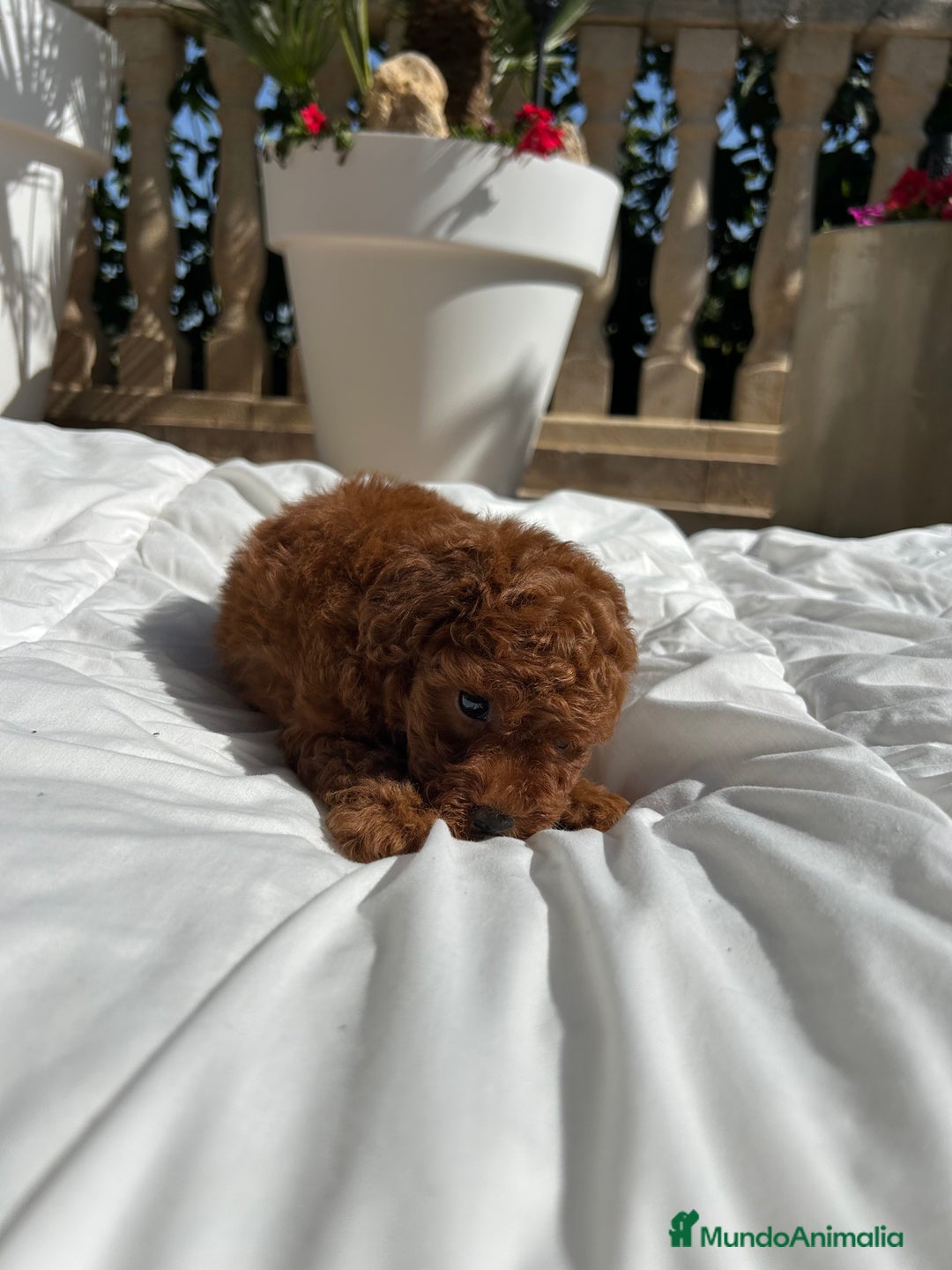 Caniche Toy perros en venta: Caniche Toy Rojo - Imagen 5