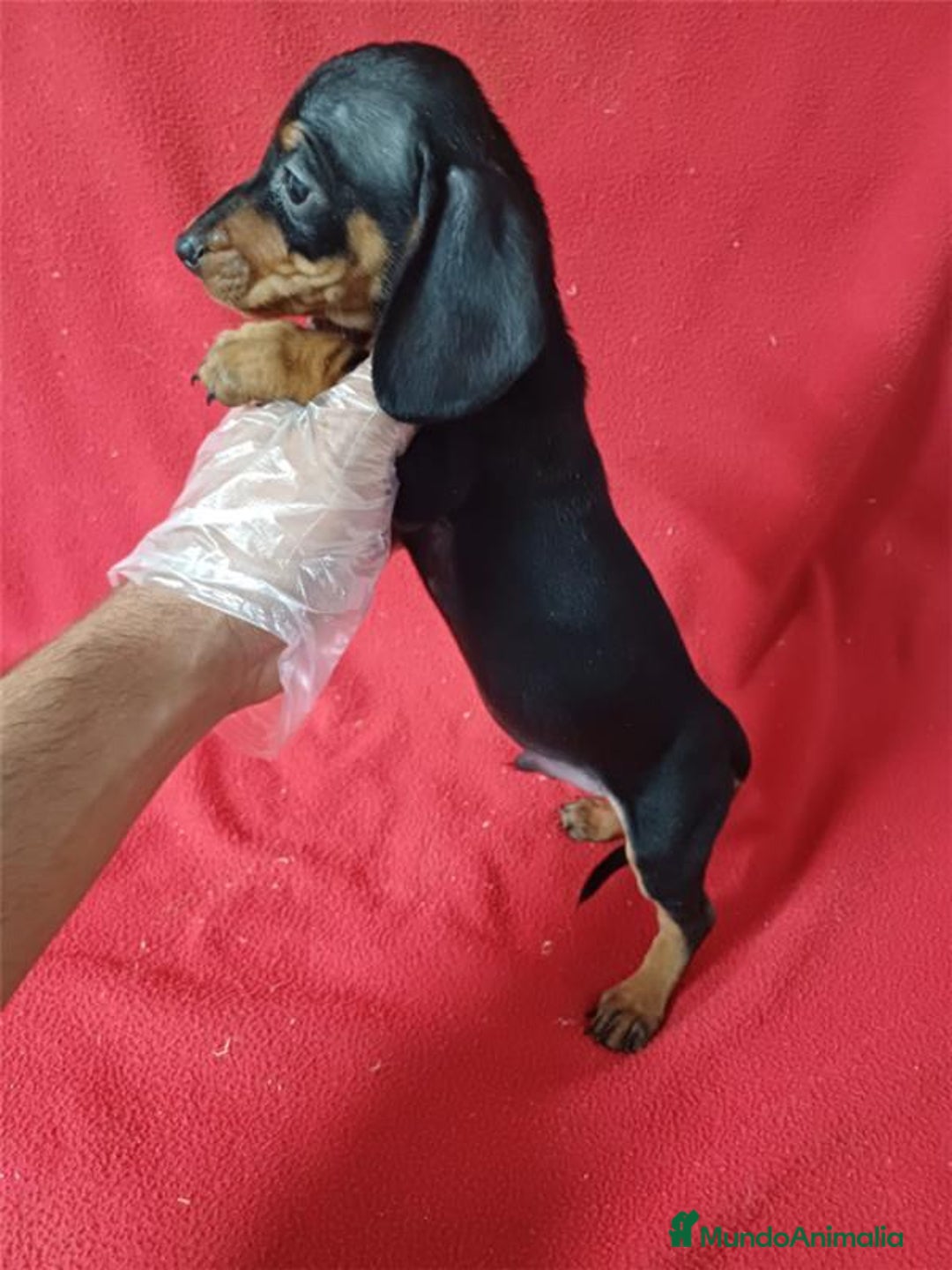 Teckel Miniatura perros en venta: Teckel Miniatura  - Anuncio 2