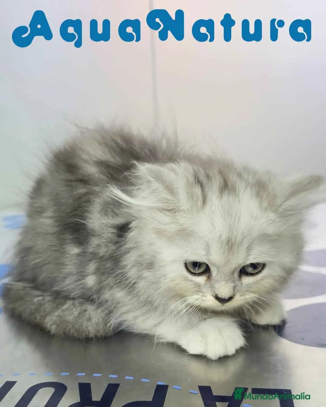 Persa gatos en venta: Persa Chinchilla Macho 6793 AQUANATURA - Anuncio 1