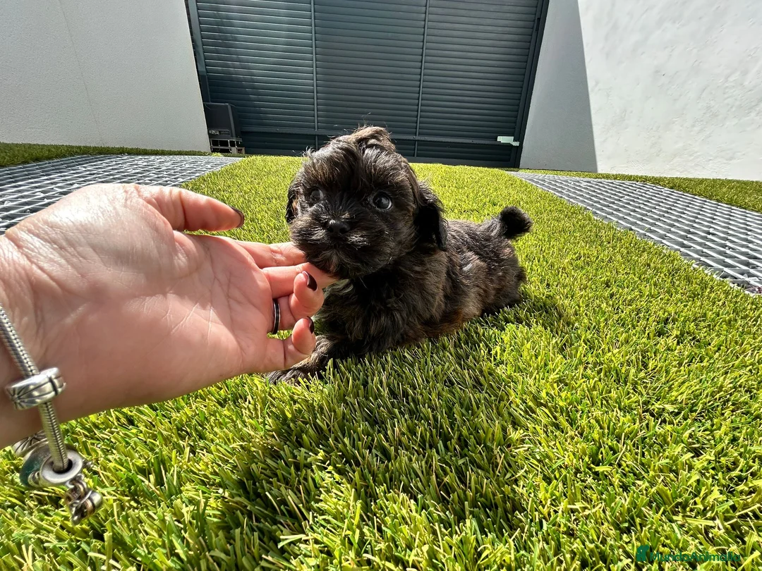 Maltipoo perros en venta: Maltipoo merle - Anuncio 1