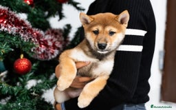 Shiba Inu perros en venta: Camada de Shiba-Inu  - Anuncio 13