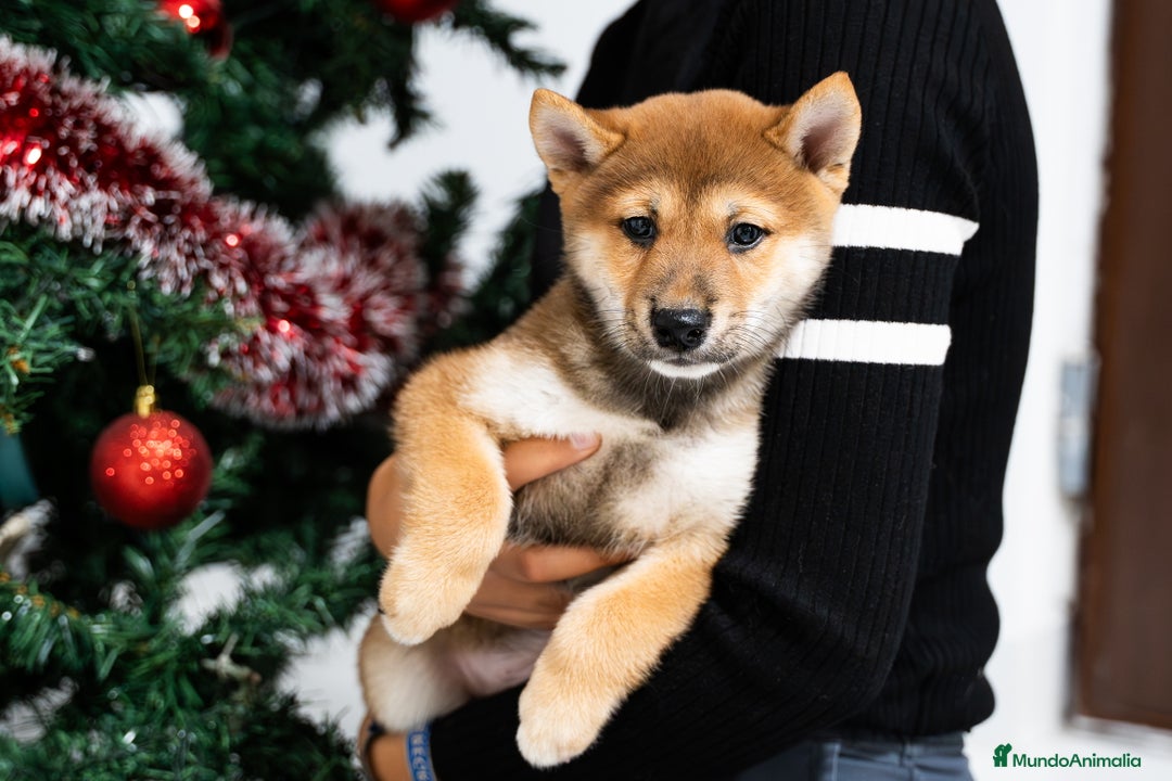 Shiba Inu perros en venta: Camada de Shiba-Inu  - Anuncio 13