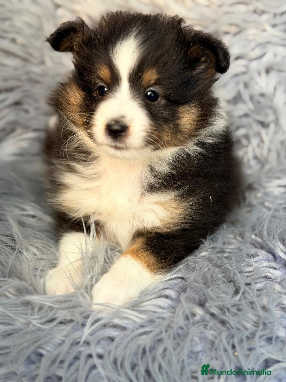 Perro Pastor de las Shetland perros en venta: SHETLAND TRICOLOR - Anuncio 1