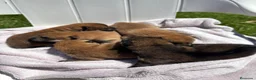 Shiba Inu perros en venta: SINA INU EN PONTEVEDRA - Anuncio 4