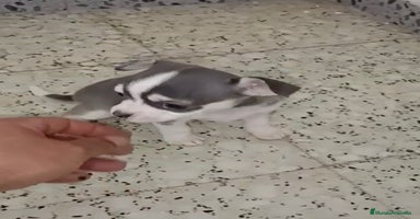 Chihuahua perros - Anuncio 9