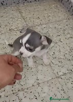 Chihuahua perros - Anuncio 3