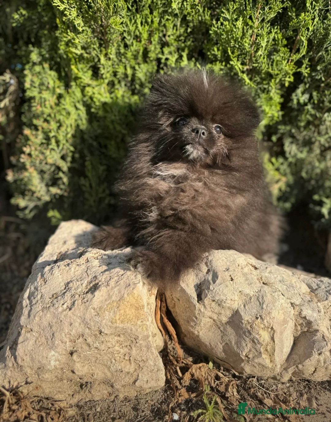 Pomerania perros en venta: LULU POMERANIA NEGRO - Anuncio 1