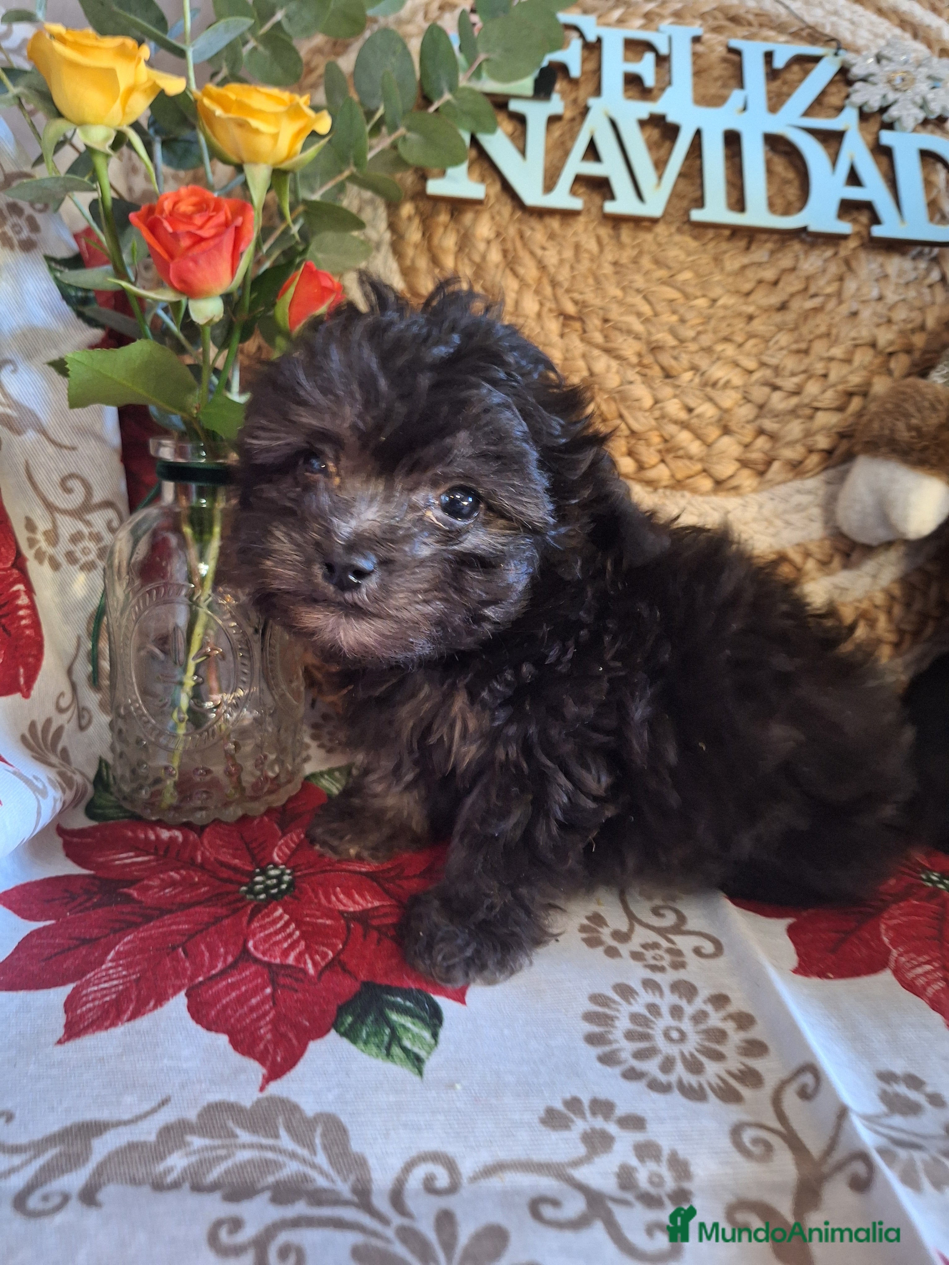 Maltipoo perros MALTIPOO TOY - Anuncio 23