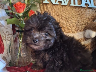 Maltipoo perros MALTIPOO TOY - Anuncio 3