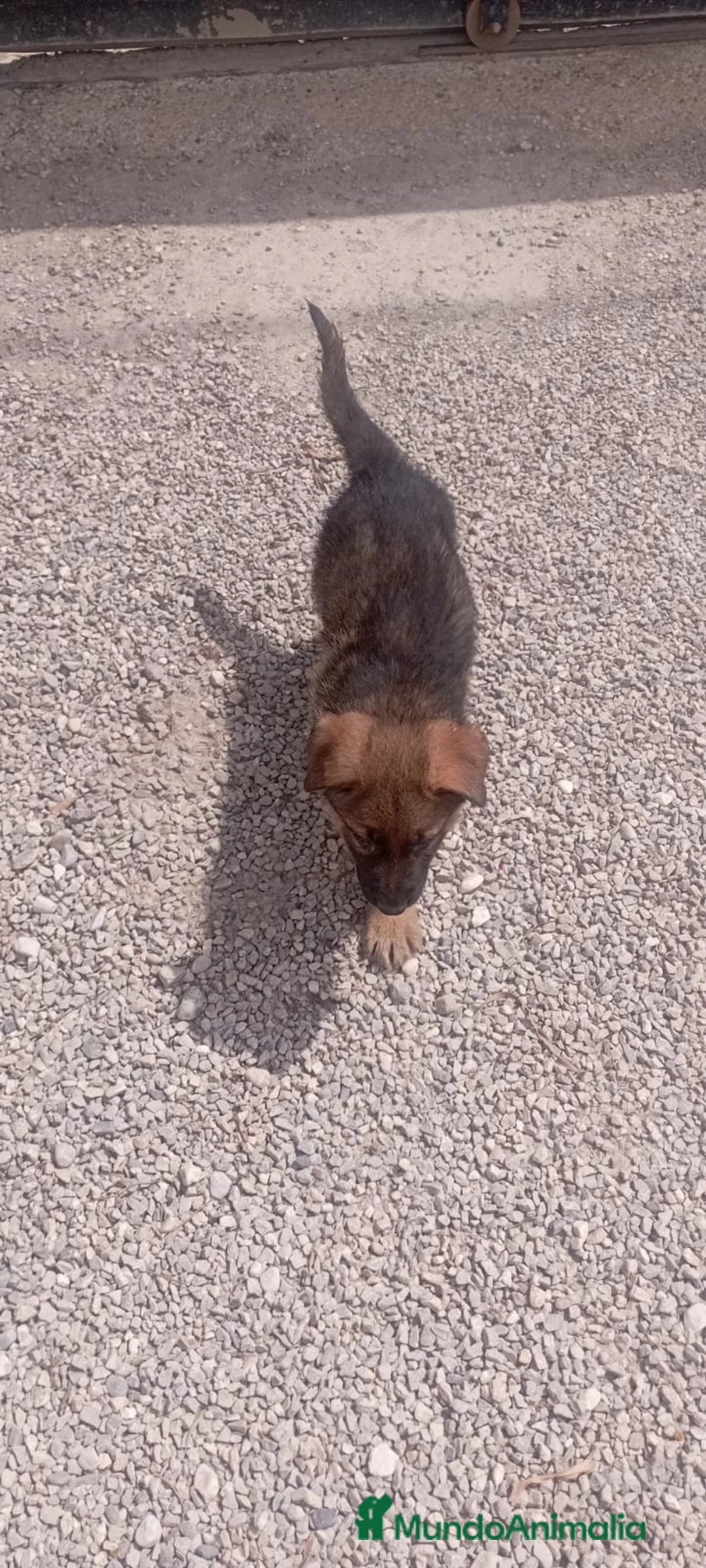 Pastor Alemán perros en venta: Pastor Alemán - Anuncio 1