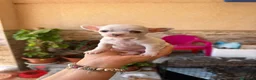 Chihuahua perros en venta: Chihuahua toy  - Anuncio 1