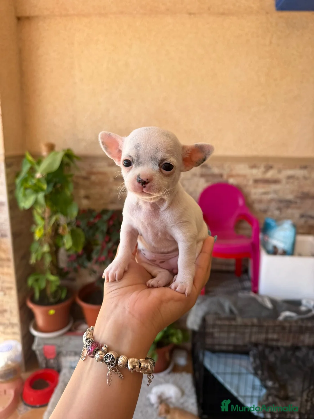 Chihuahua perros en venta: Chihuahua toy  - Anuncio 1
