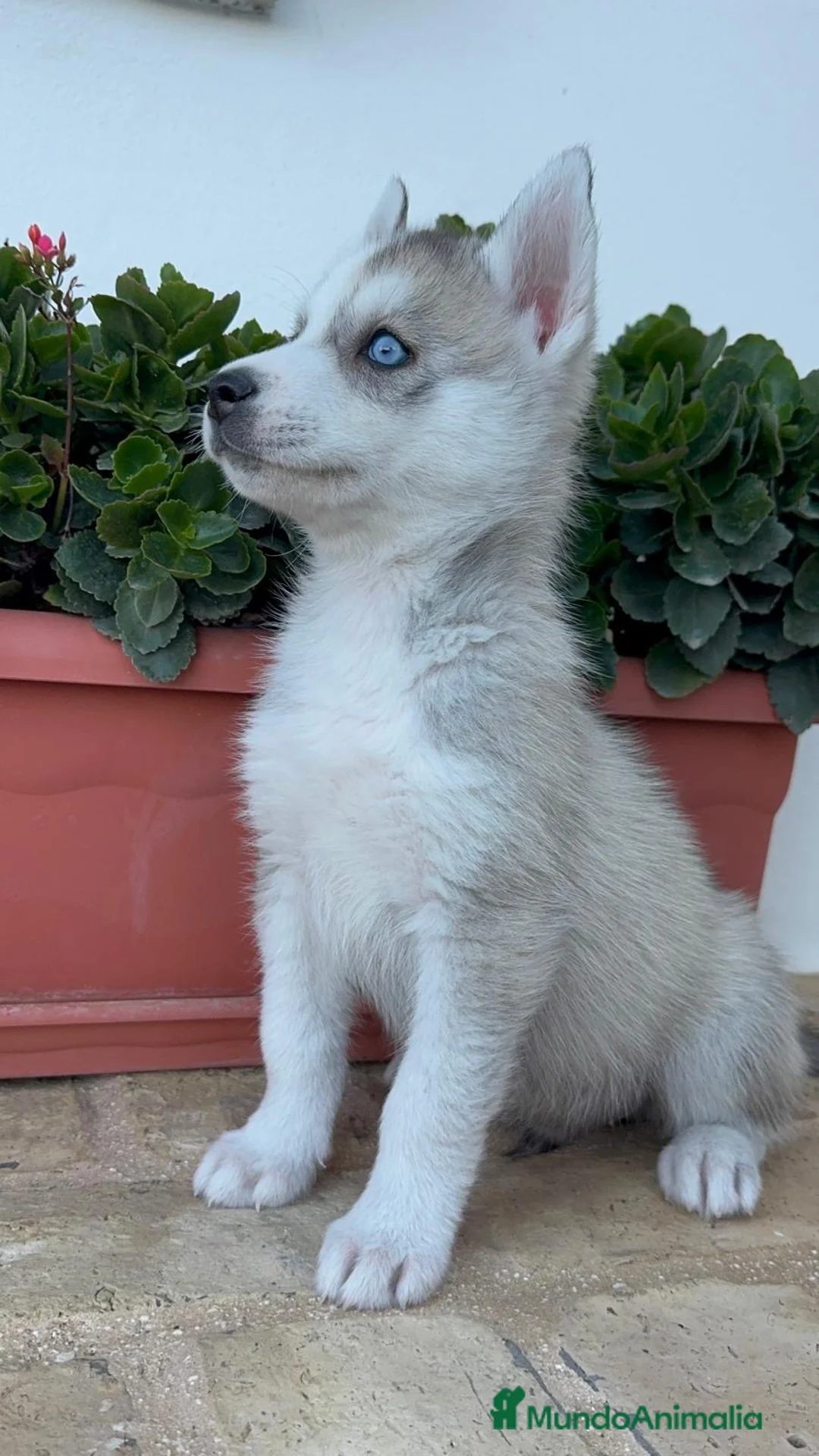 Husky Siberiano perros en venta: HUSKY SIBERIANO - Anuncio 24