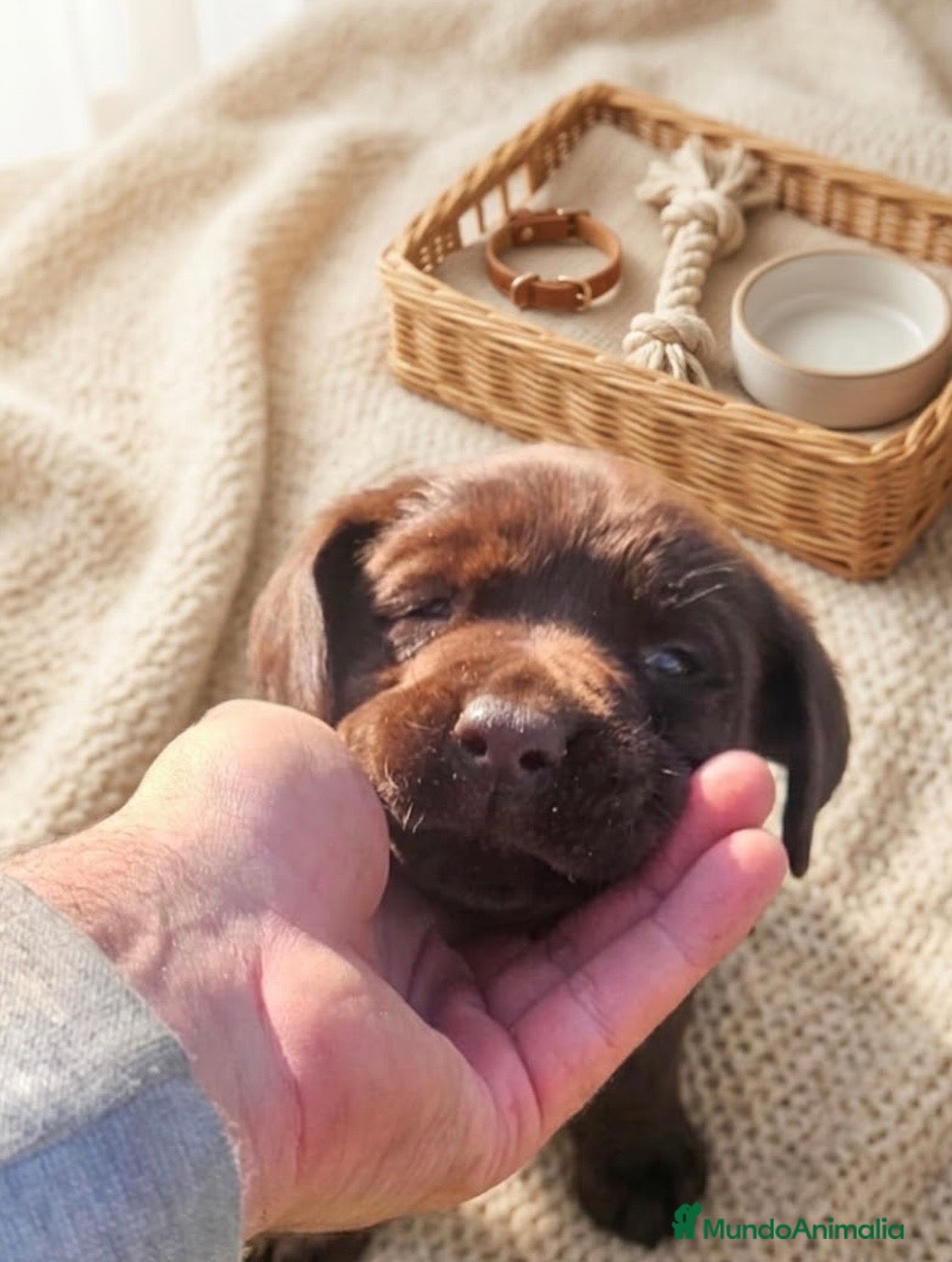 Labrador Retriever perros Precioso labrador chocolate disponible🐾🐶 - Anuncio 1