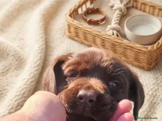 Labrador Retriever perros Precioso labrador chocolate disponible🐾🐶 - Anuncio 1