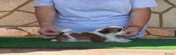 Shih Tzu perros en venta: Macho tricolor rojo - Anuncio 5