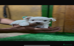 Bichón Maltés perros en venta: Bichon maltés - Imagen 1