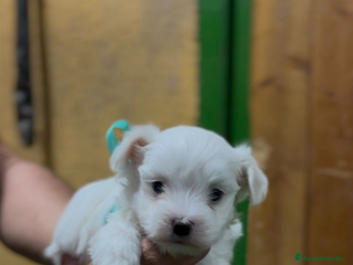Bichón Maltés perros - Anuncio 2