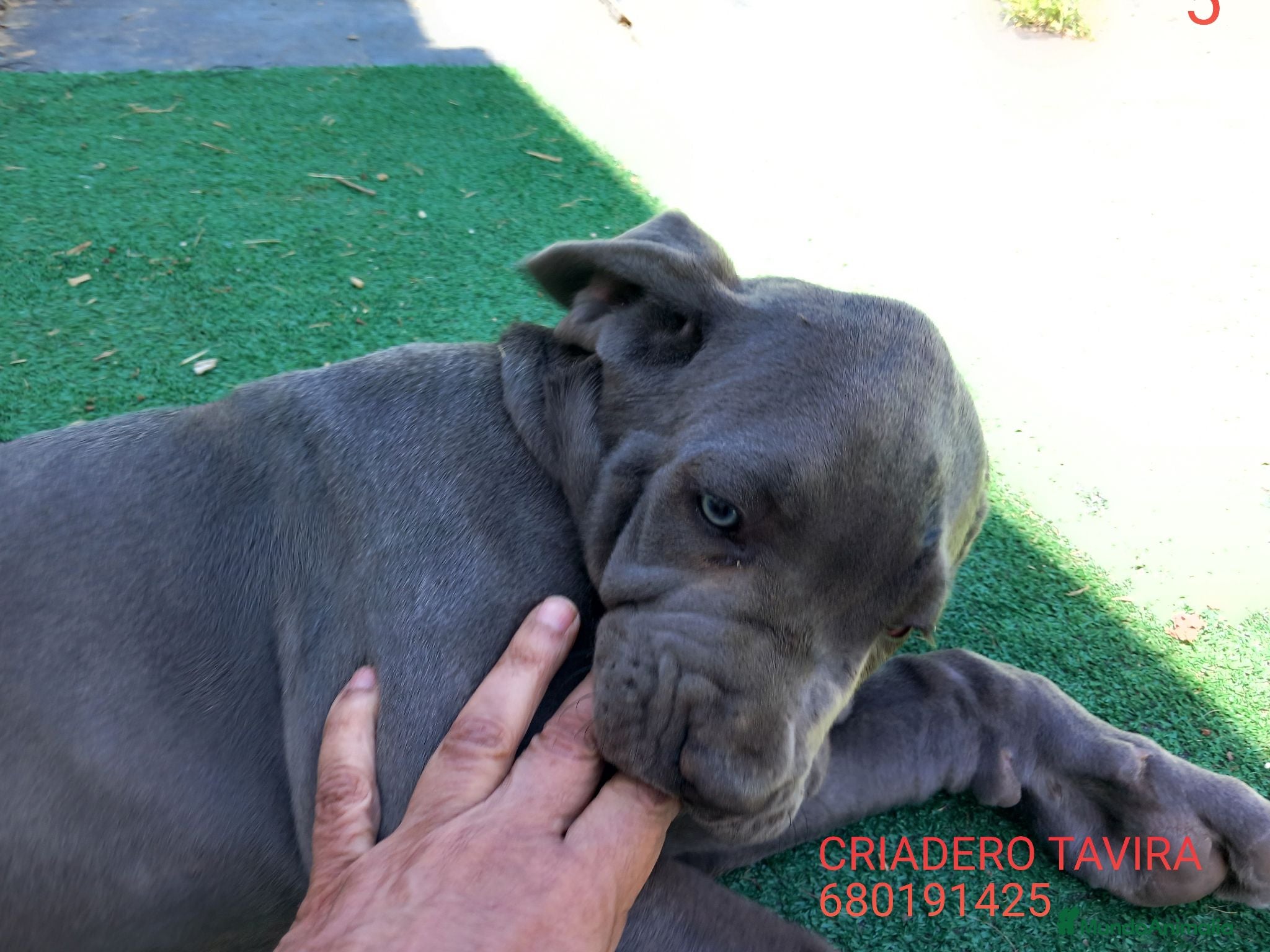 Mastín Napolitano perros Cachorrito precioso - Anuncio 1