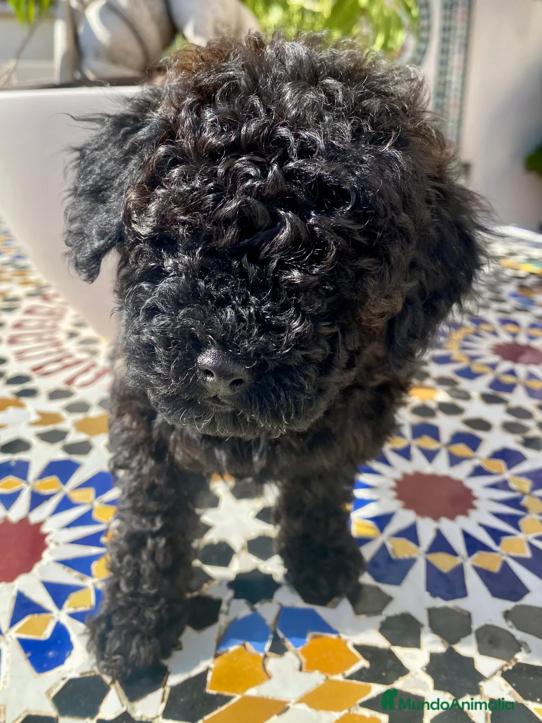 Caniche Toy perros en venta: Caniche Toy - Anuncio 6