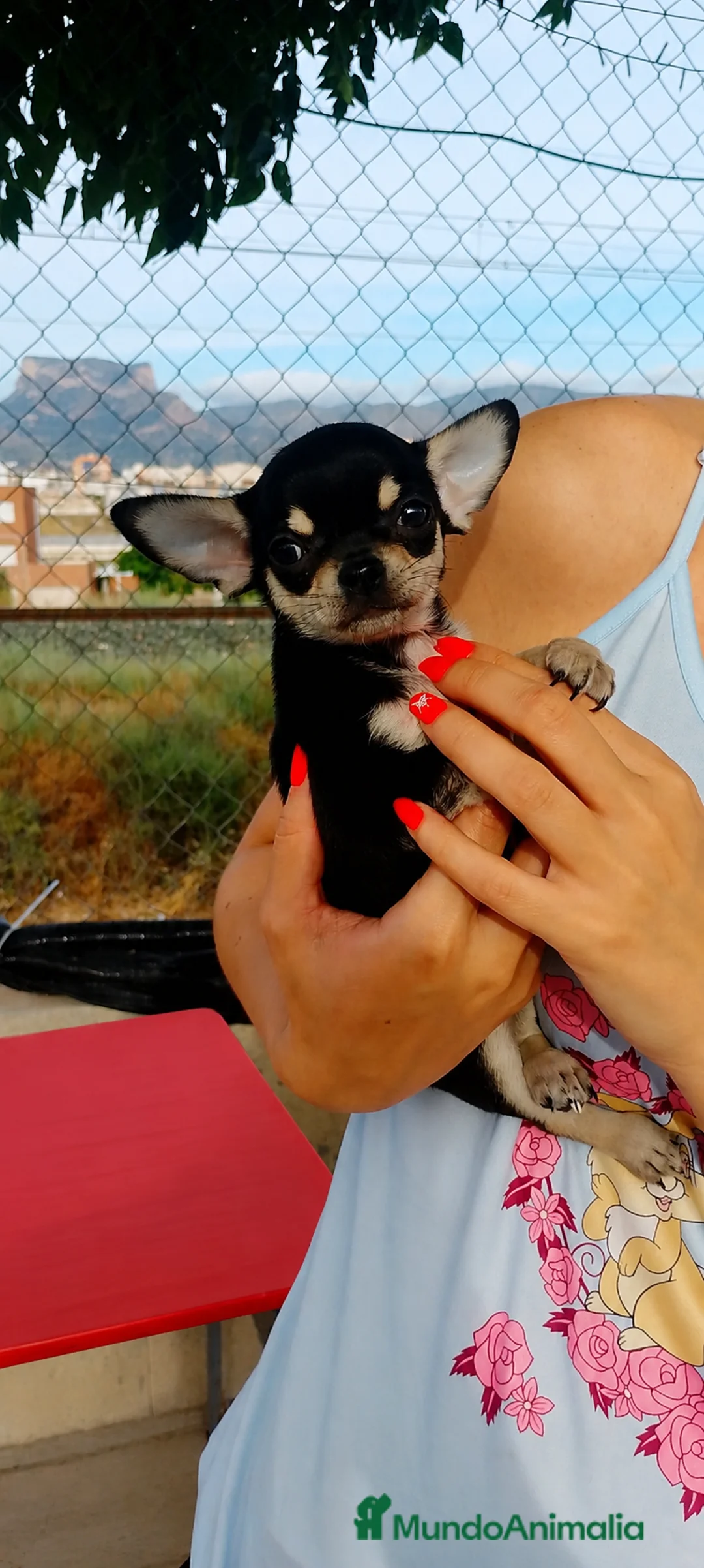 Chihuahua perros en venta: Chihuahua Blue Tricolor  - Anuncio 1