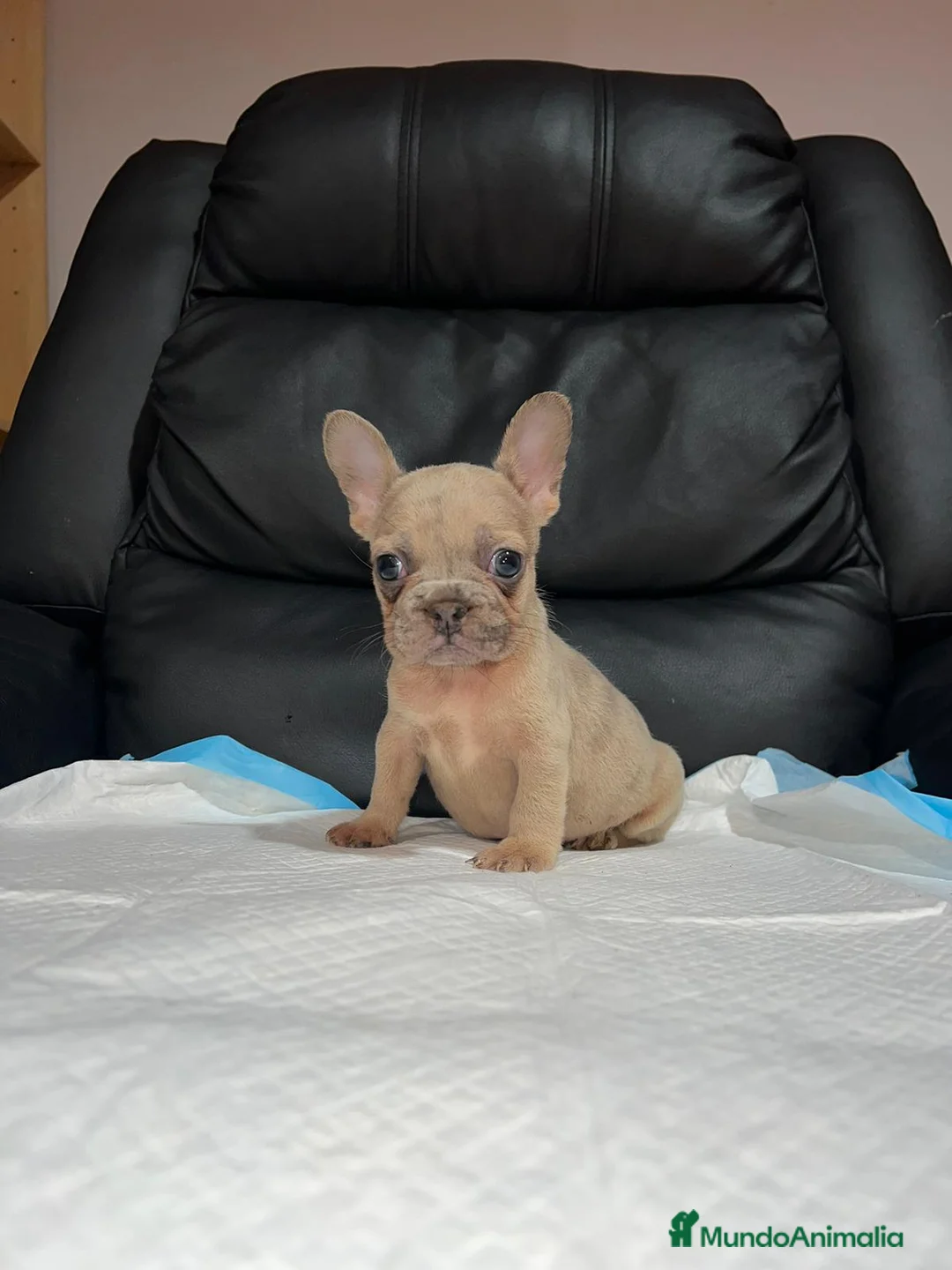 Bulldog Francés perros en venta: Bulldog francés  - Anuncio 2