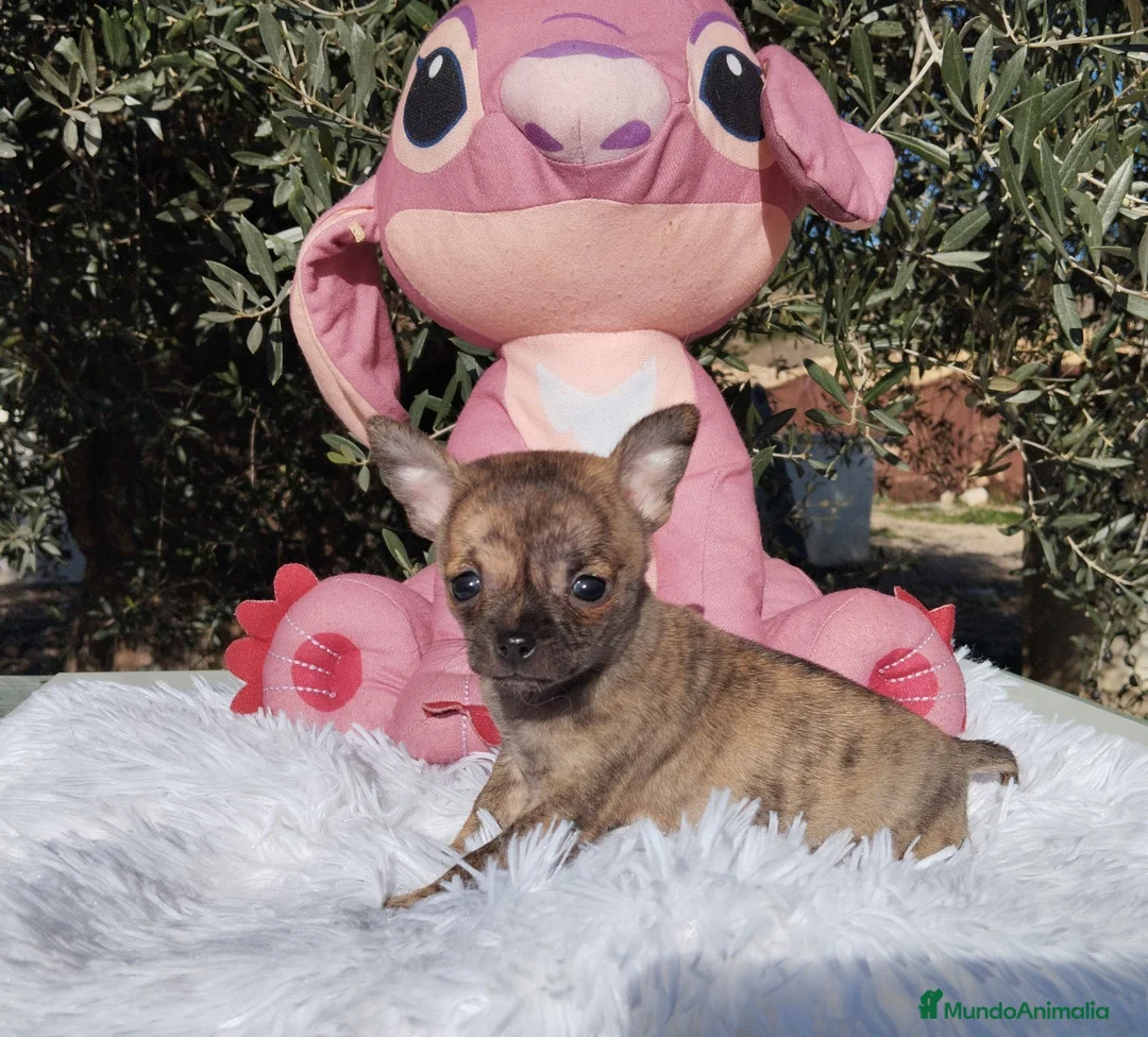 Chihuahua perros en venta: Chihuahua mini Toy color exotico - Anuncio 2