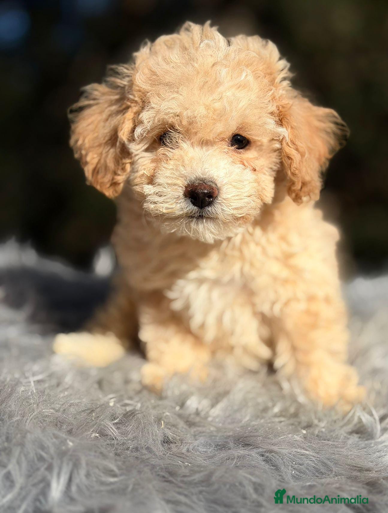 Caniche Toy perros CANICHE APRICOT DISPONIBLES - Anuncio 2