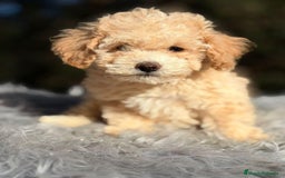 Caniche Toy perros en venta: CANICHE APRICOT DISPONIBLES - Anuncio 2