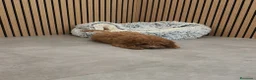 Caniche Toy perros en venta: Caniche Toy Apricot 🐩♂️ - Anuncio 9