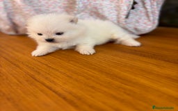 Pomerania perros en venta: Lulu de Pomerania minis  - Imagen 8
