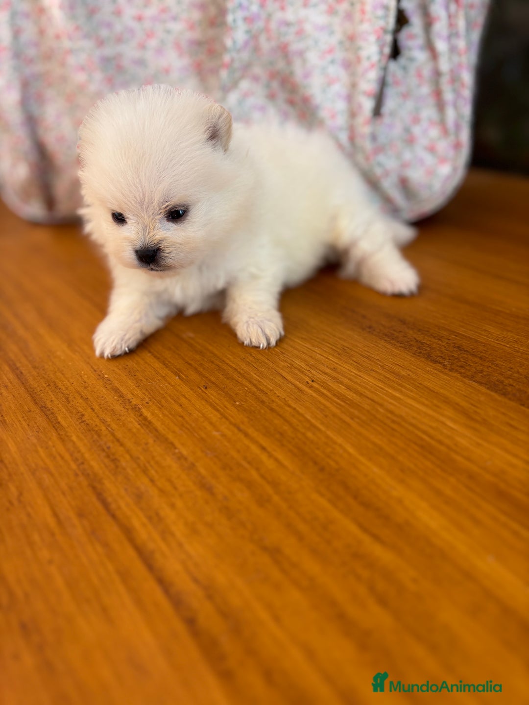 Pomerania perros en venta: Lulu de Pomerania minis  - Imagen 8